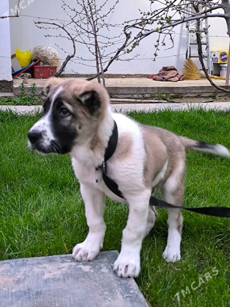 Alabay It - Aşgabat - img 1