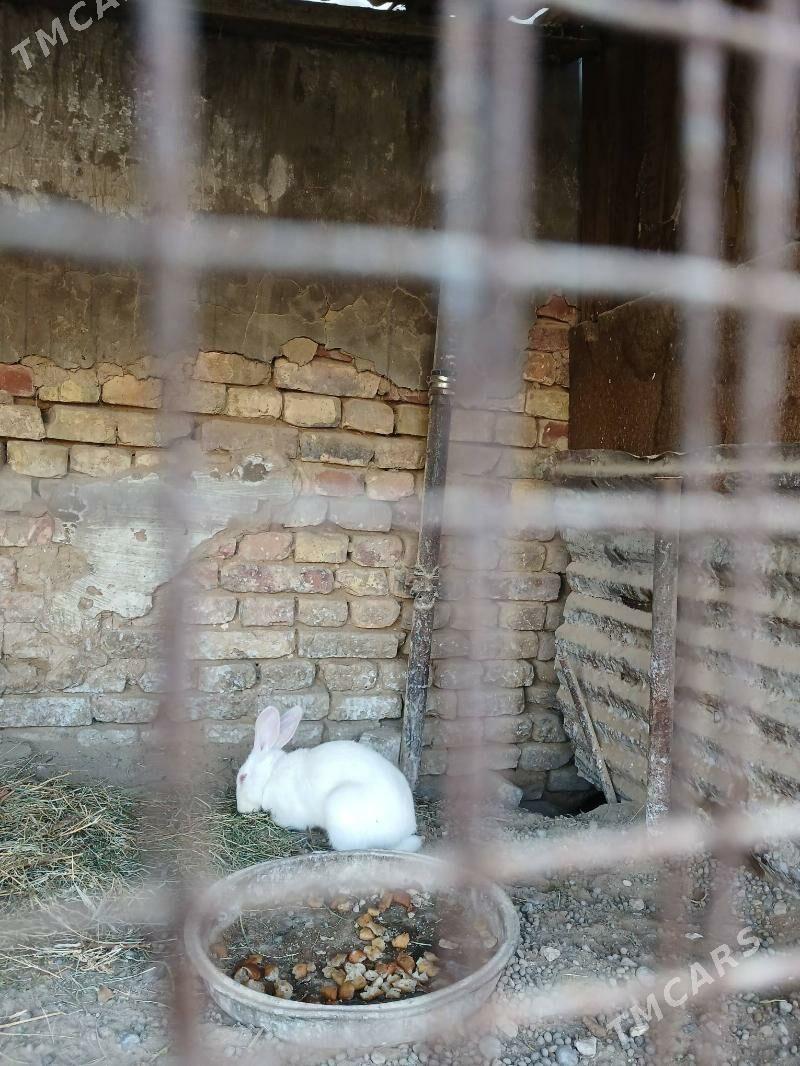 towsan - Ашхабад - img 1