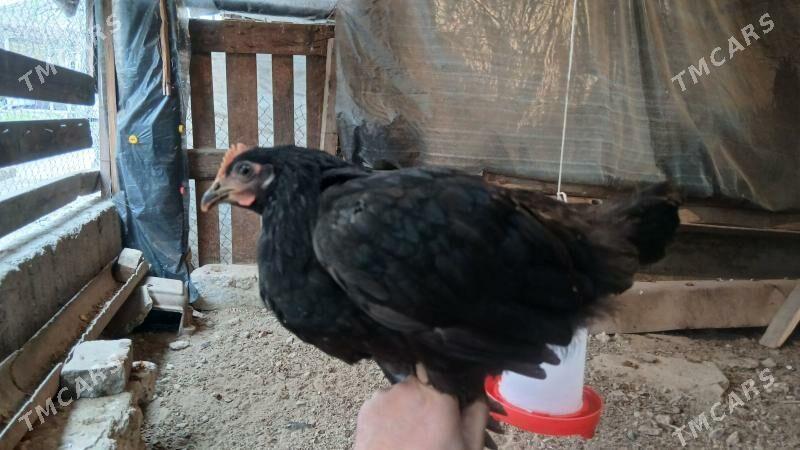 Gara Towuk - Ашхабад - img 1