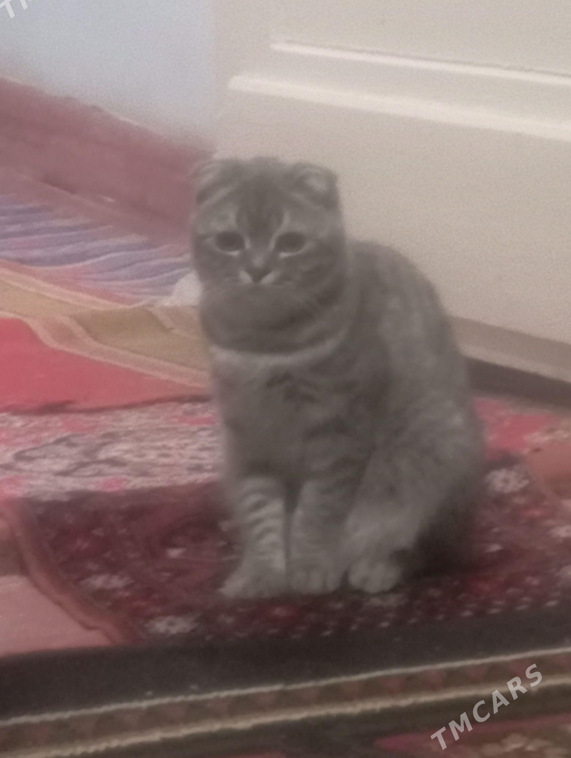 Вислаухая - Туркменабат - img 1