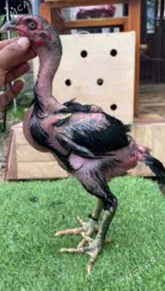 жужелер - Чарджоу - img 1