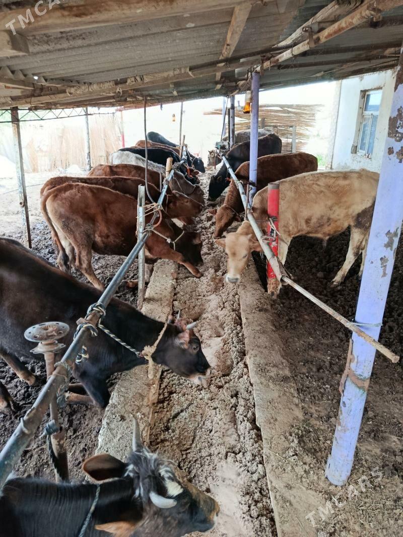 Gulajyn we okiz - Мары - img 1