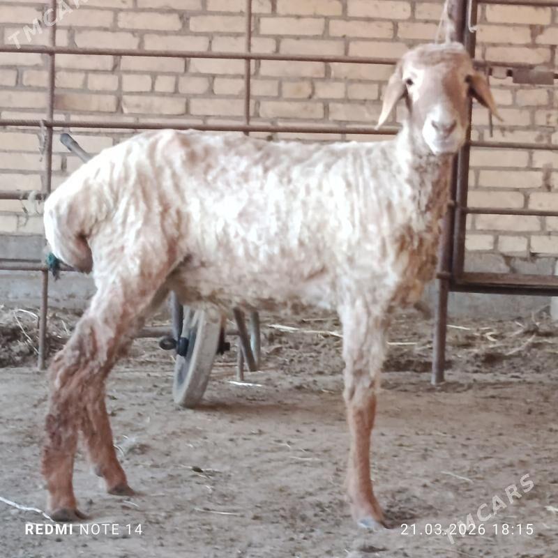 Gockar - Çärjew - img 1