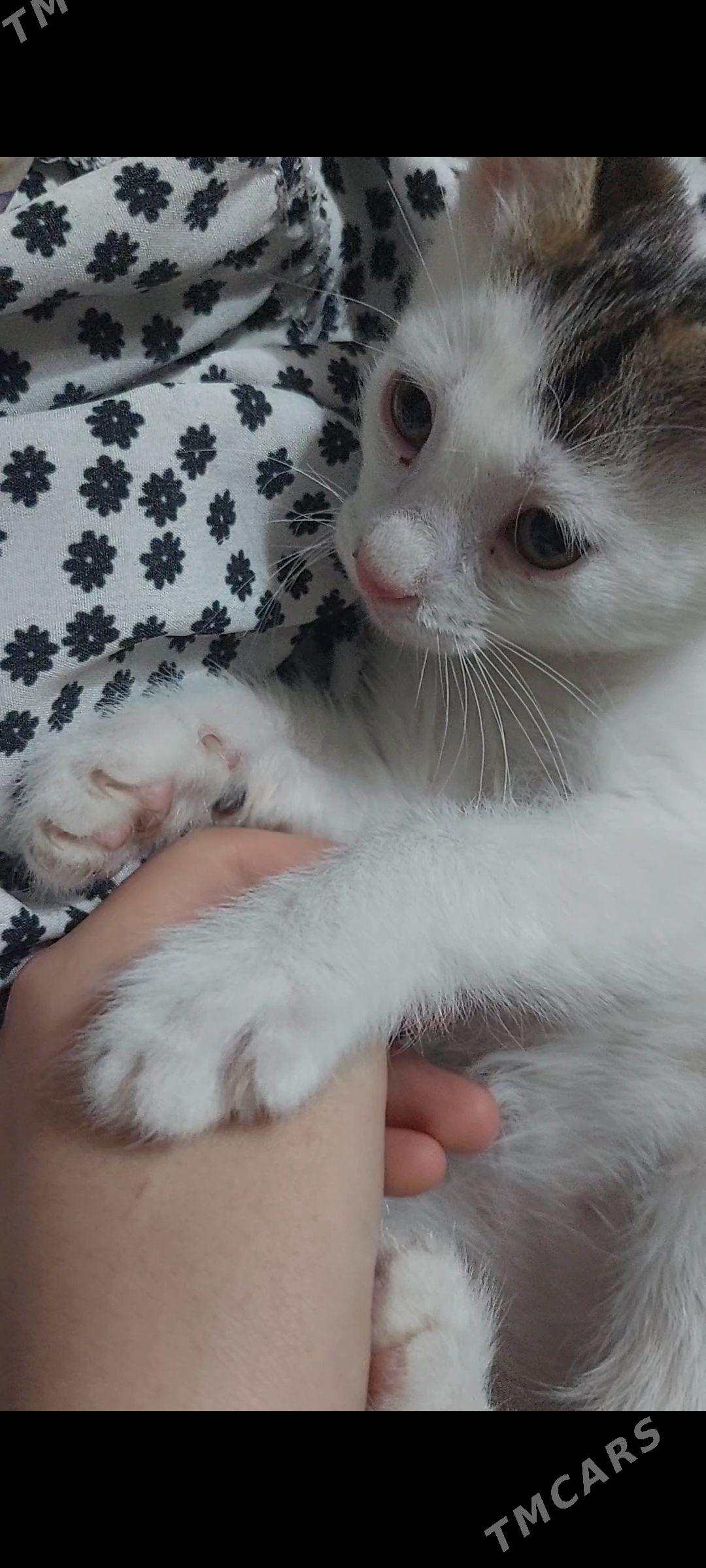 pisik - 6 мкр - img 1