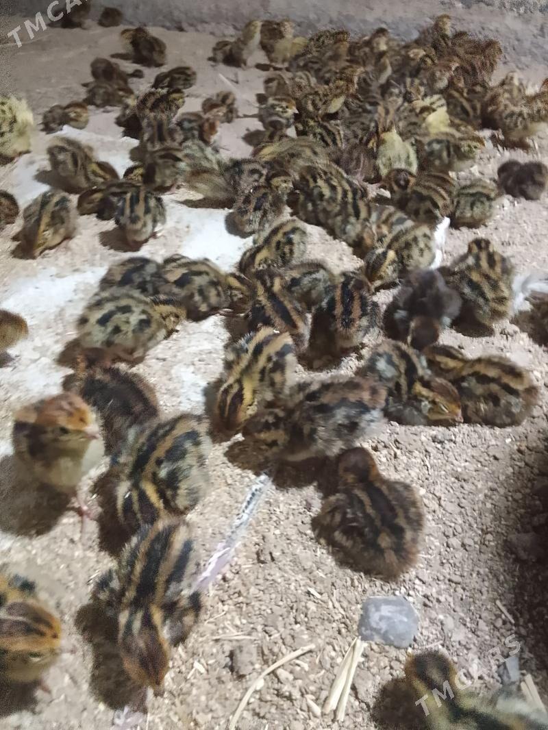 bedene jüje - Murgap - img 1