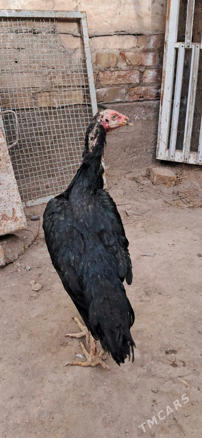 товук - Дашогуз - img 1