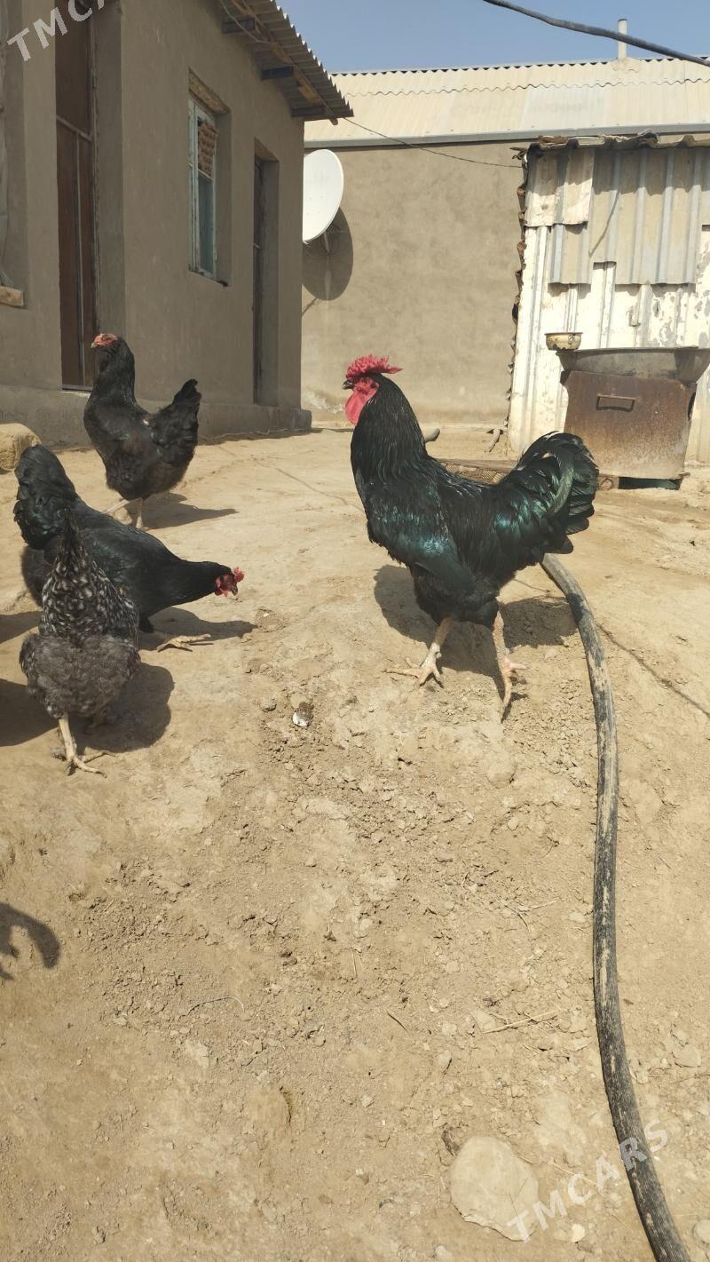 Gigant.Towuk.Ýumurtga.ba. - Murgap - img 1