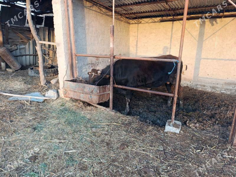 öküzler - Farap - img 1