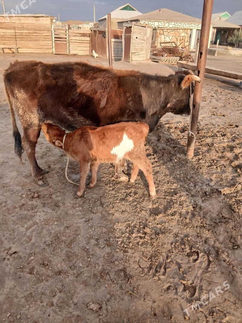 Goleli SyGyr - Этрек - img 1