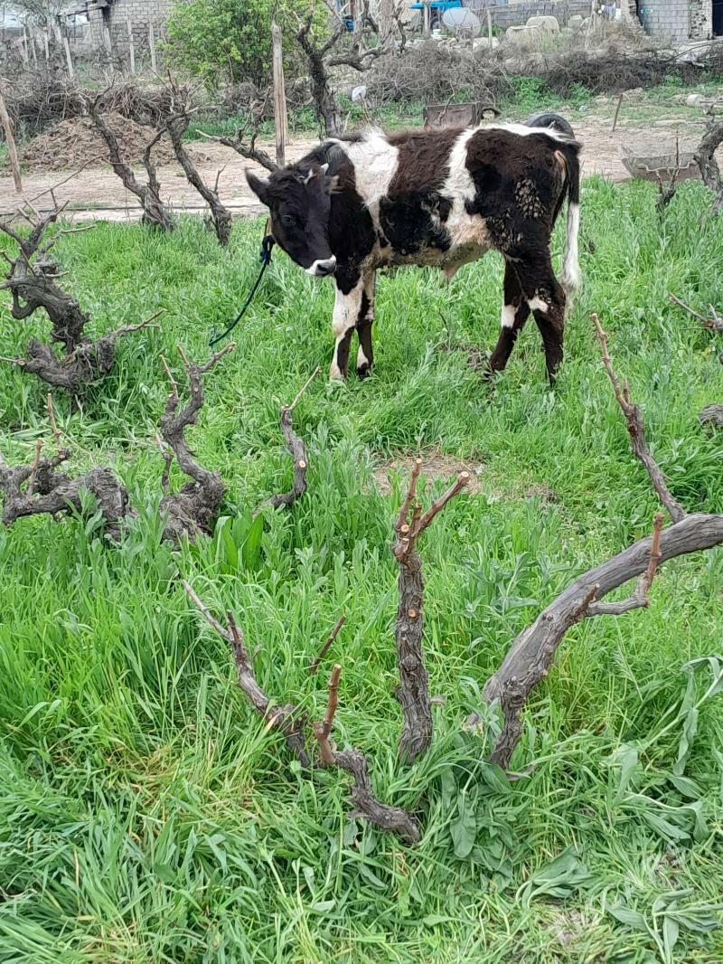 okuz - Гёкдепе - img 1