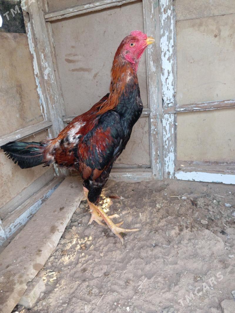 horaz - Байрамали - img 1