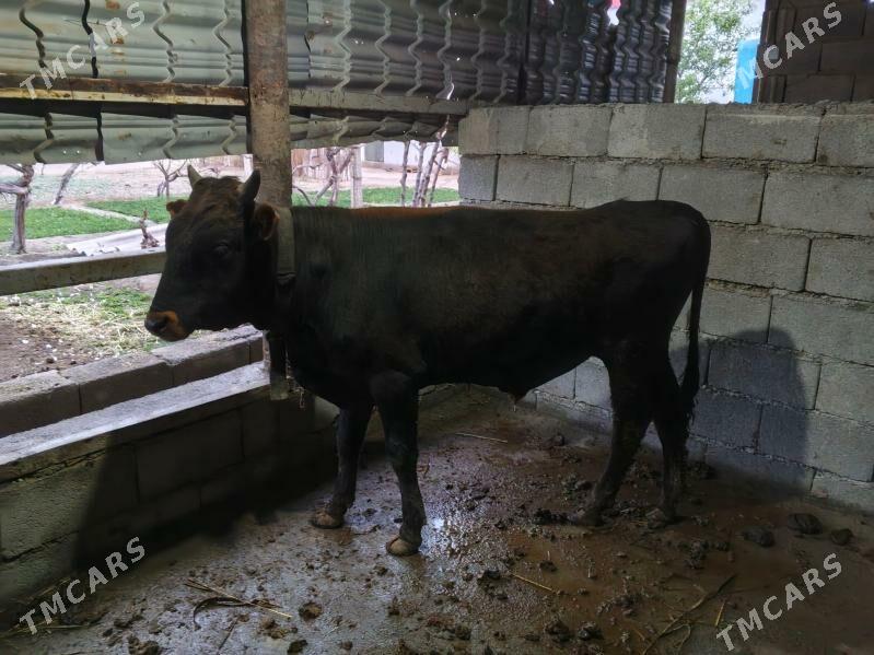 okuz - Gypjak - img 1