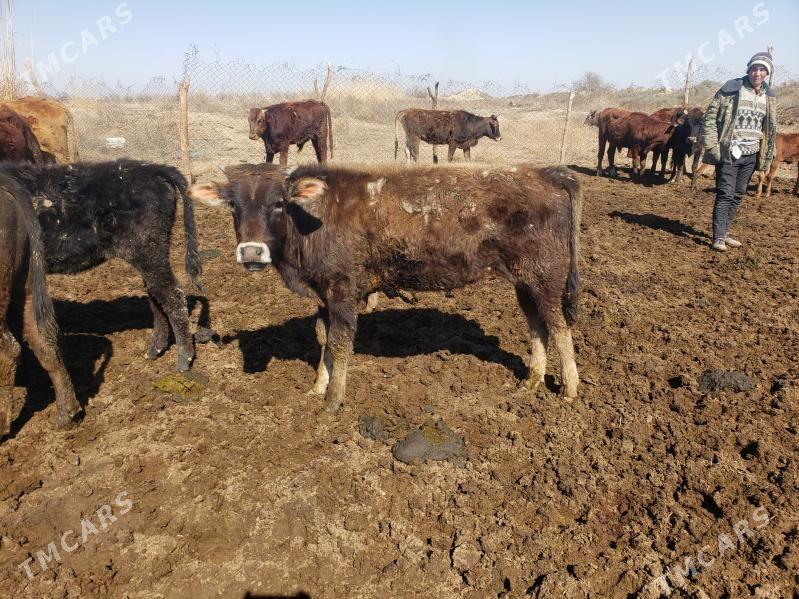 okuz bn gulajyn - Mary - img 1