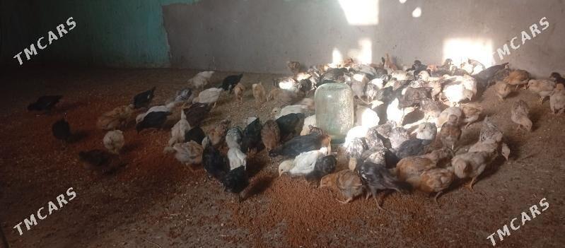 yerli juje - Керки - img 1