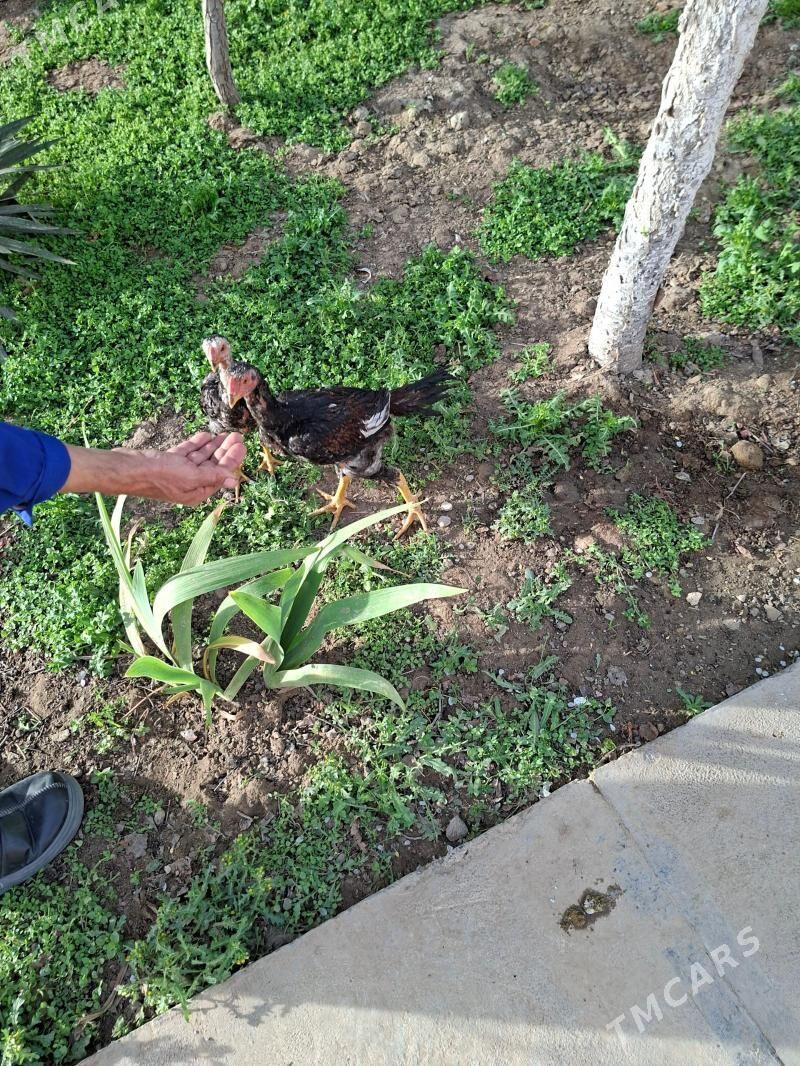 Baycowy Horaz - Мары - img 1