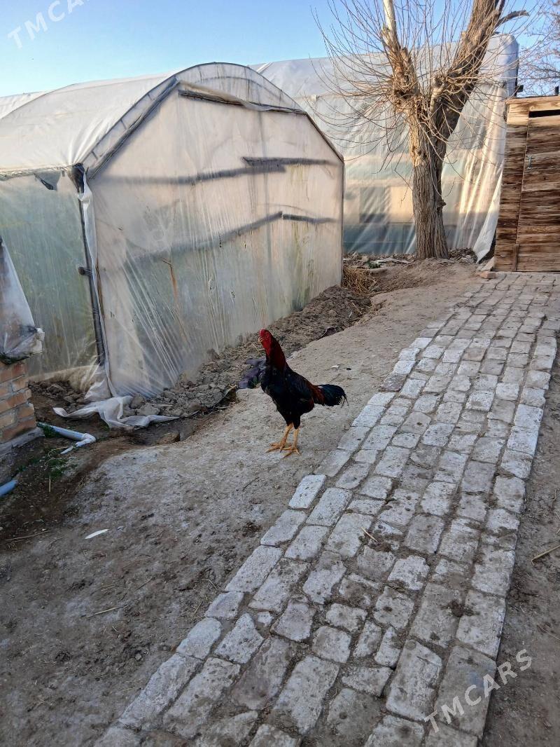 байсов хораз - Farap - img 1