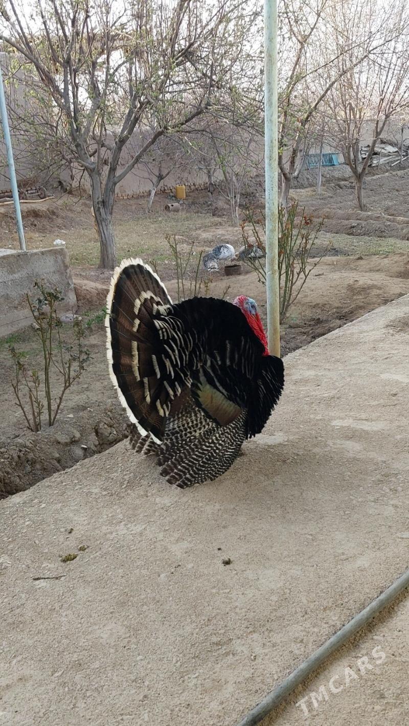 induk Kurke - Şabat etr. - img 1