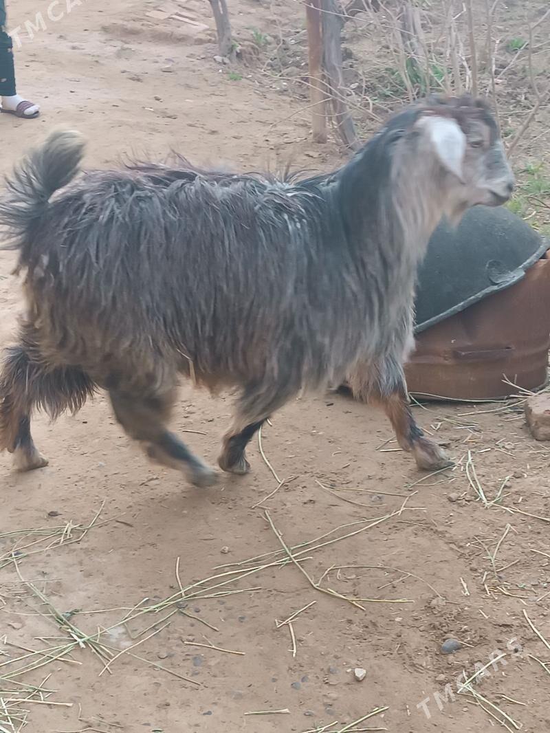 çebiş - Теджен - img 1