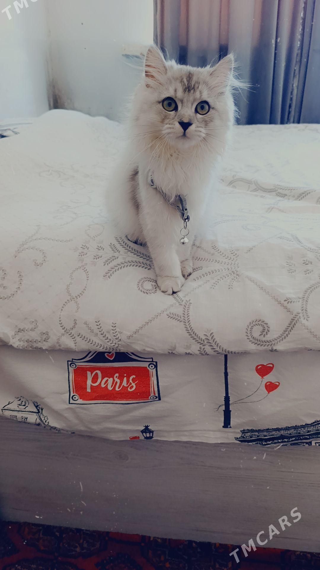 Şatlantsky paroda pişik - Ашхабад - img 1