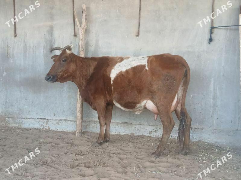 goleli sygyr - Байрамали - img 1