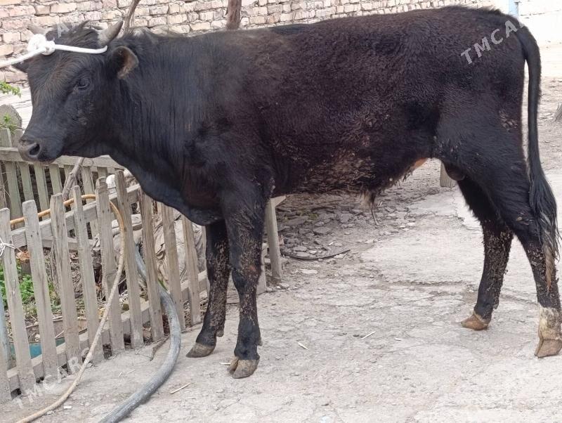 okuzler - Türkmenabat - img 1