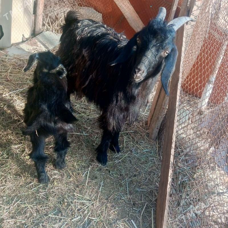 owlakly geçi - Дянев - img 1