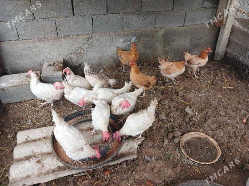 towuk - Гёкдепе - img 1