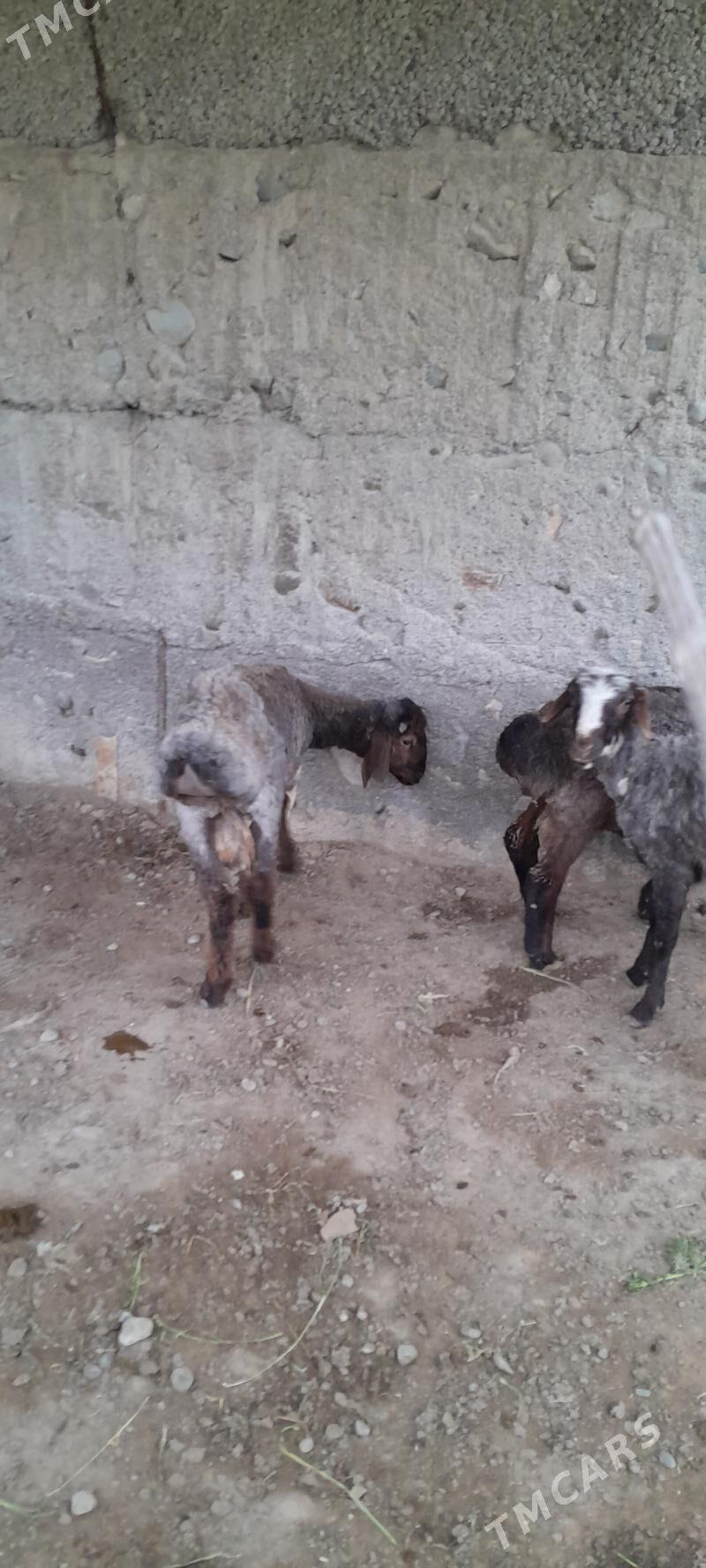 işşek - Бузмеин - img 1