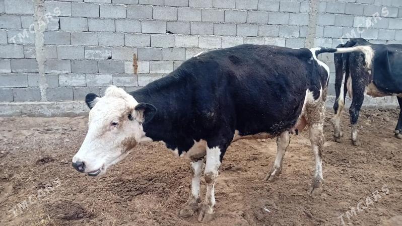 sygyr - Aşgabat - img 1