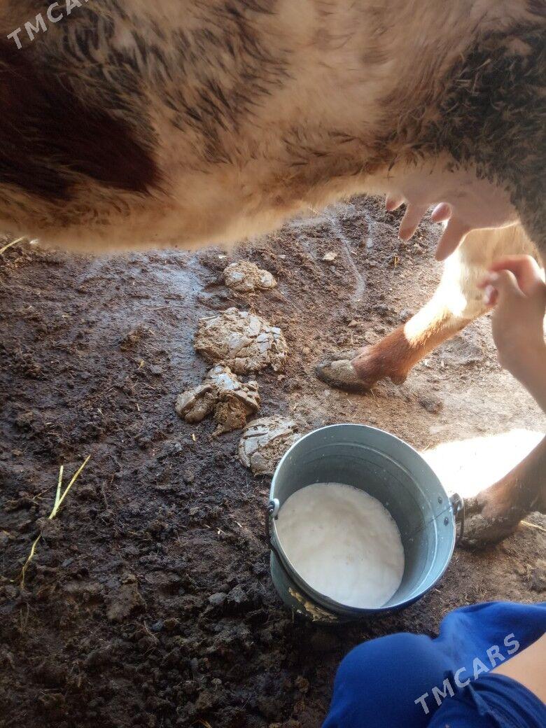 saglyk sygyr - Сакар - img 1