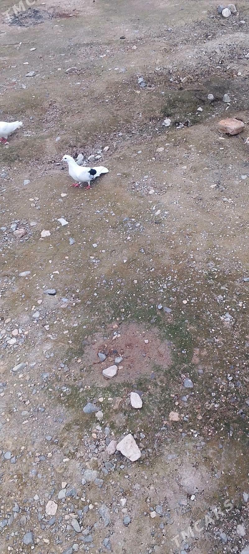 kepderi - Gyzylarbat - img 1