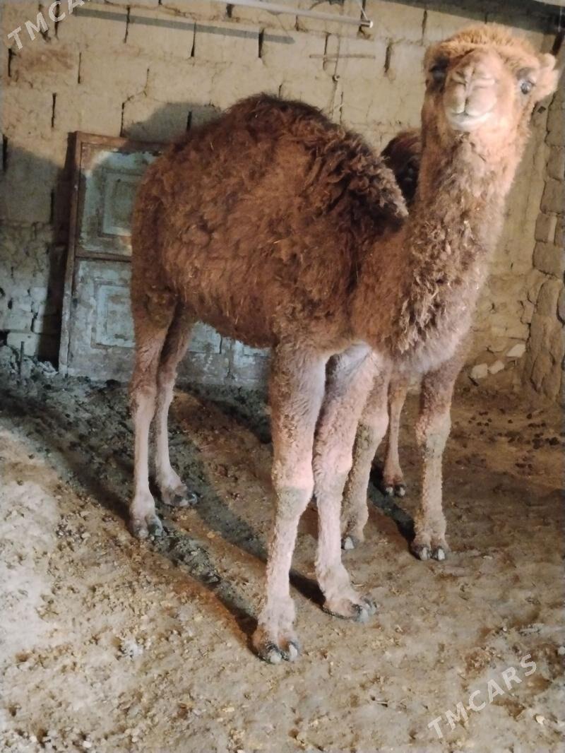 torum - Bäherden - img 1