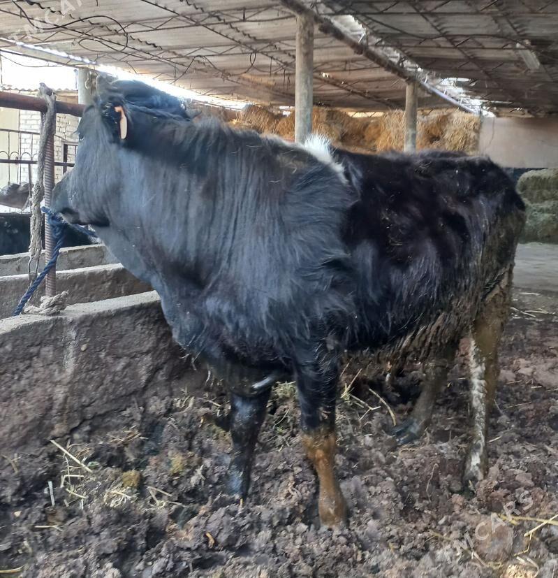 okuz - Ýaşlyk - img 1