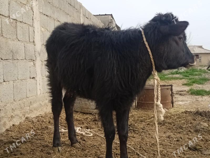 Tuwe - Кака - img 1