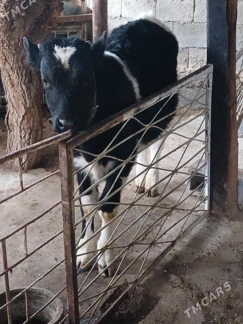 Galişdeỳin öküz - Änew - img 1