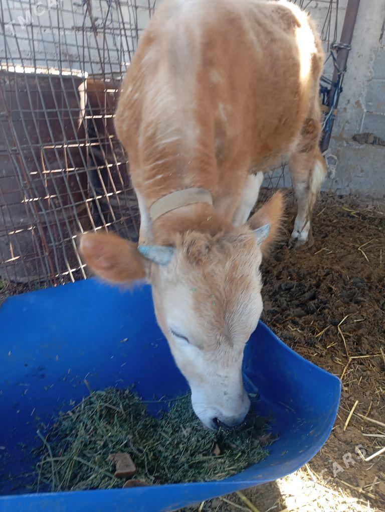 okiz - Çoganly - img 1