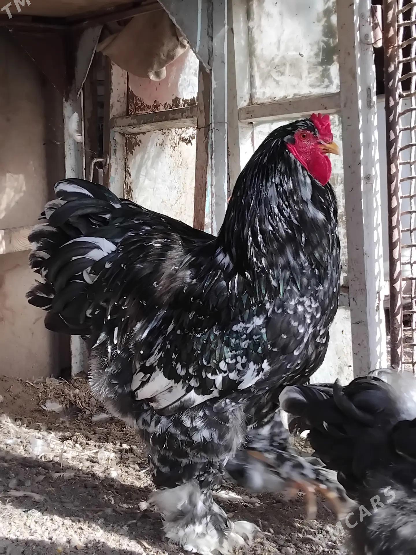 Brama - Sakar - img 1