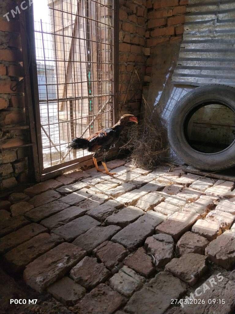 baýes juje - Туркменабат - img 1