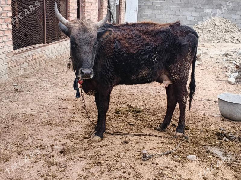 göleli Sgr - Бахарден - img 1