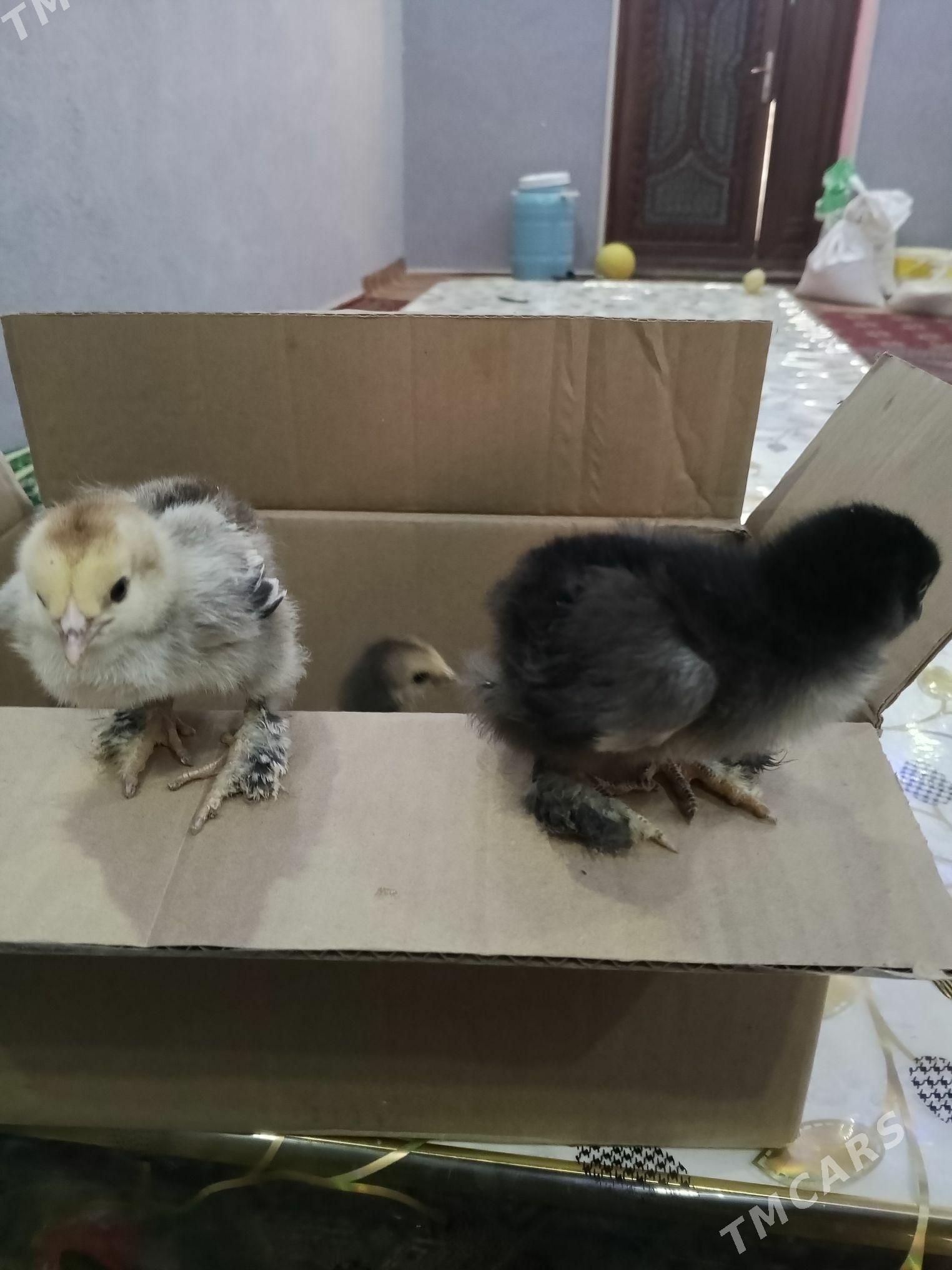 Brama juje - Daşoguz - img 1