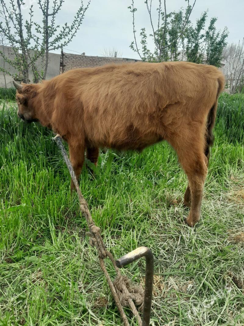 okuz - Babadaýhan - img 1