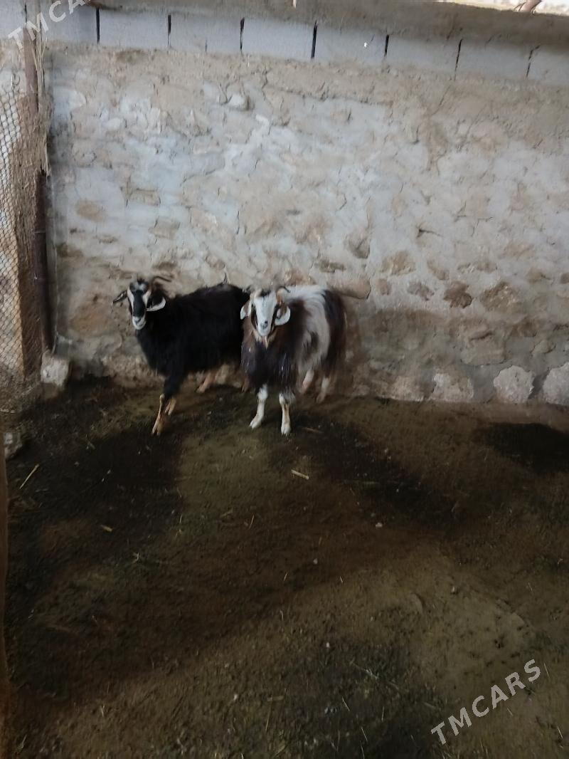 Geçi - Gyzylarbat - img 1