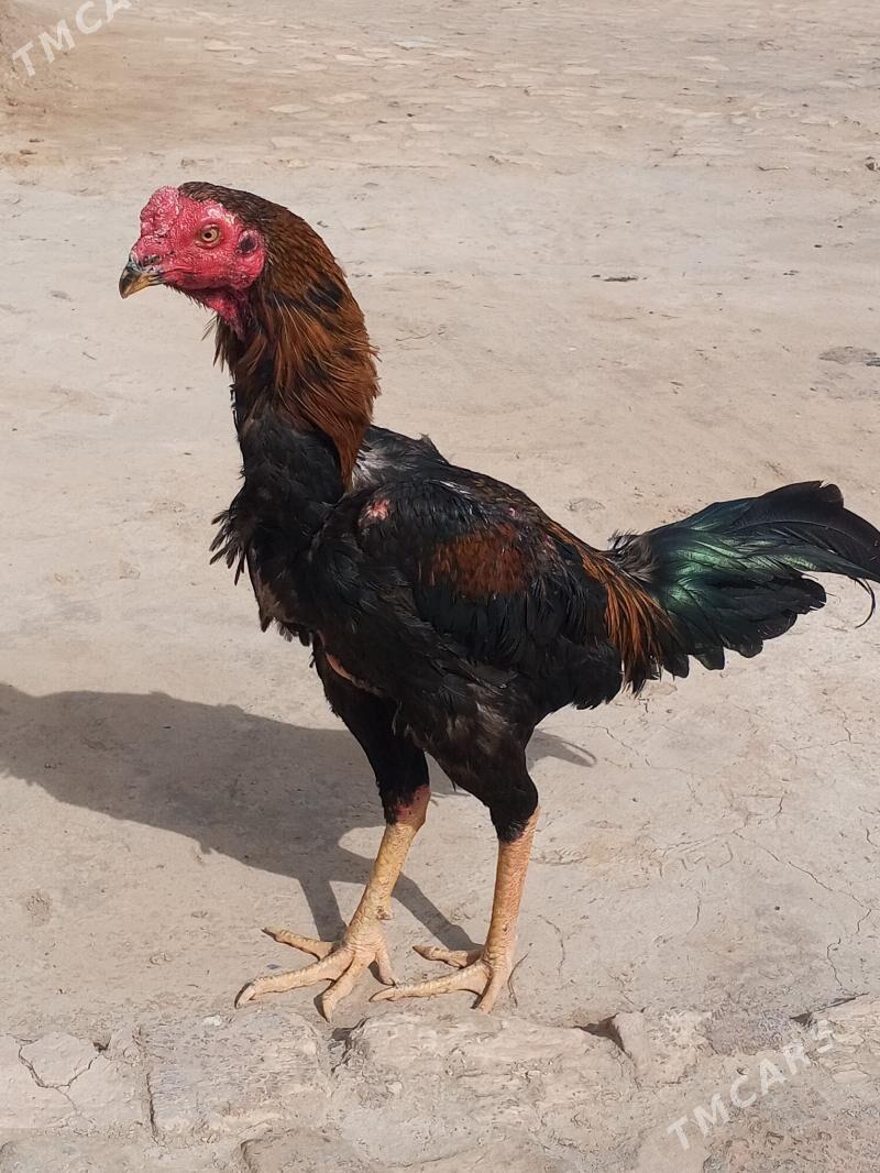 baysy - Baýramaly - img 1