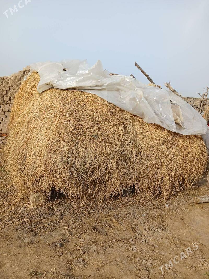 Bede,ot - Sakarçäge - img 1