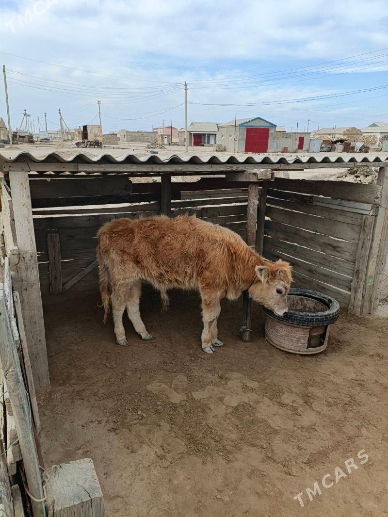 Öküzçe - Esenguly - img 1