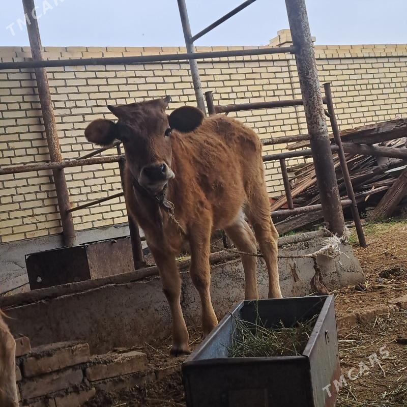 tuwe - Гёкдепе - img 1