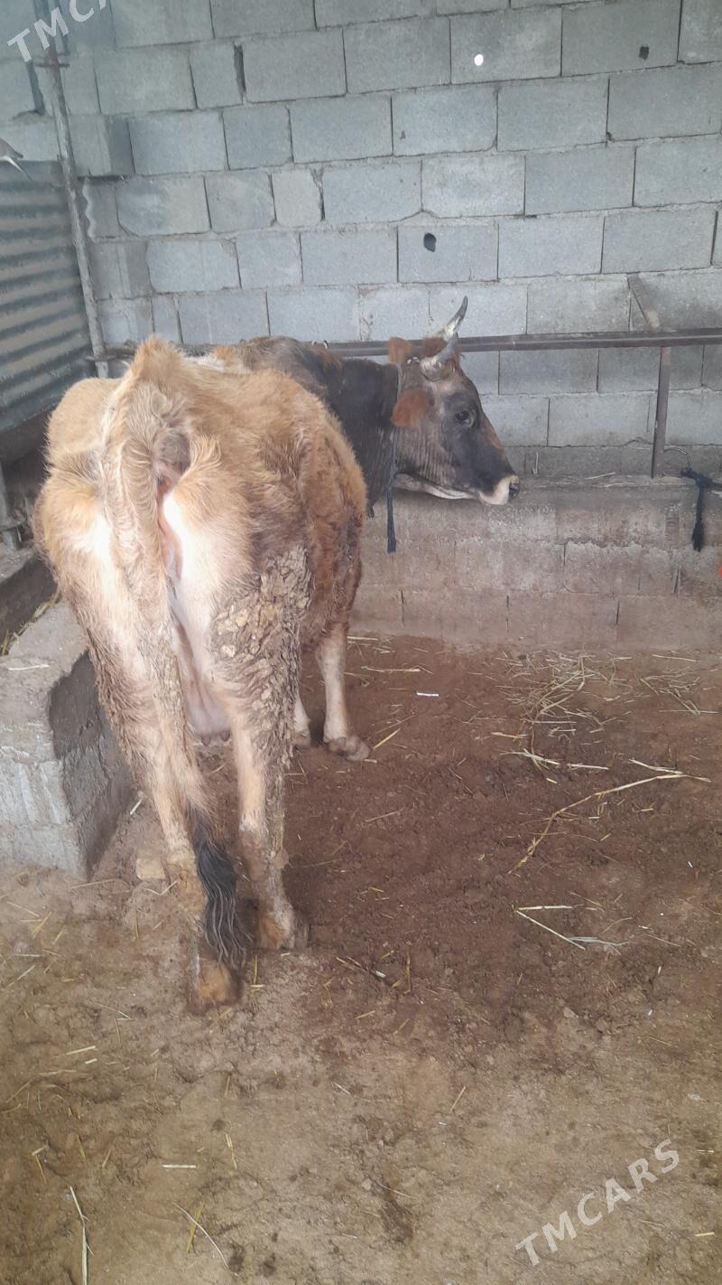 Agyr bogaz - Гёкдепе - img 1