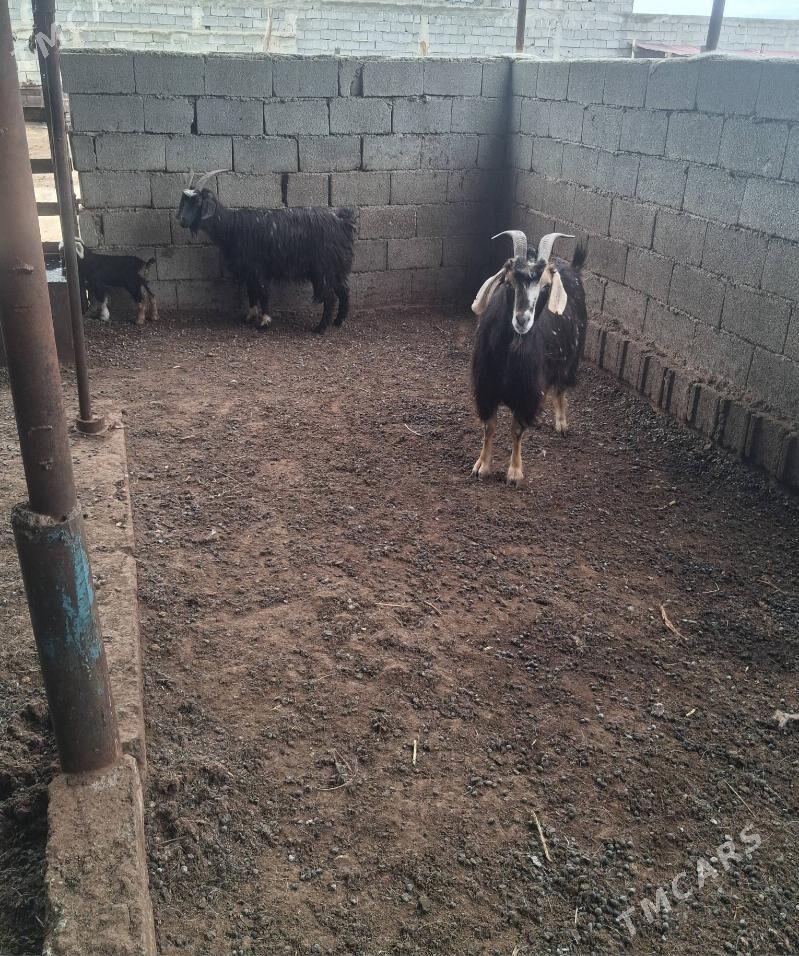 owlakly geci - Aşgabat - img 1