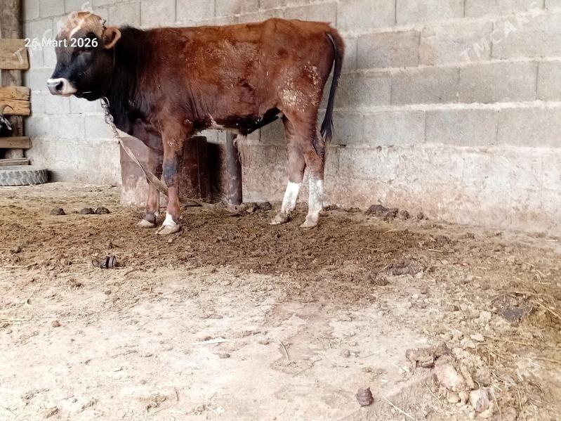 okuz - Bäherden - img 1