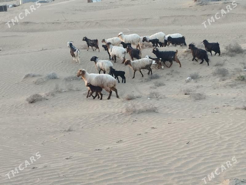 gyzyly goyun cewis geci - Ак-Бугдайский этрап - img 1